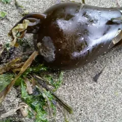 Bull Kelp thumbnail 2