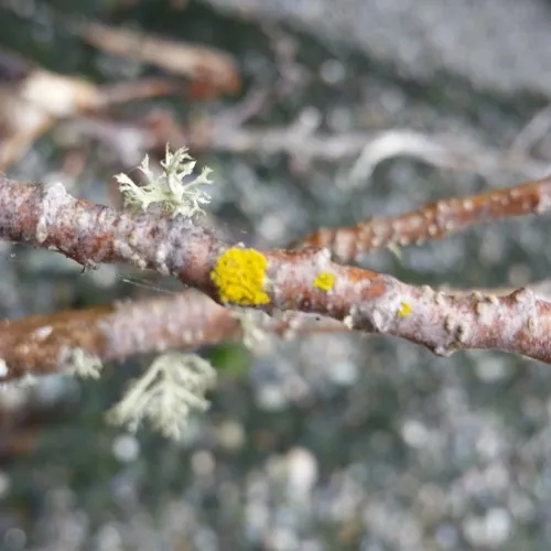 Candleflame Lichen