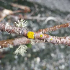 Candleflame Lichen thumbnail 1