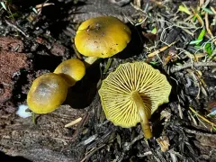 Callistosporium graminicolor thumbnail 3