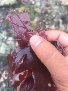 Callilithophytum parcum thumbnail 3