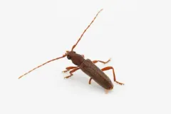 Micranoplium unicolor thumbnail 2