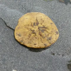 Eccentric Sand Dollar thumbnail 1