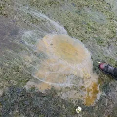 Egg-yolk Jelly thumbnail 2
