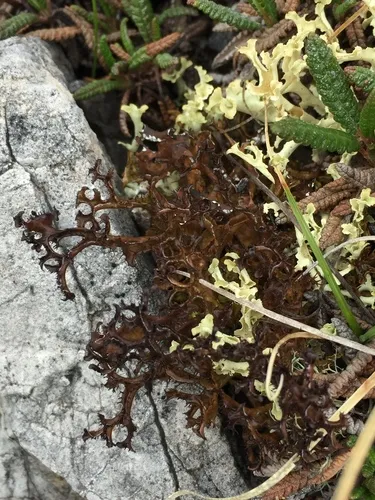 Iceland Lichen