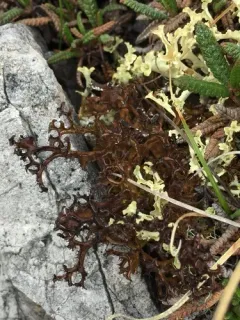 Iceland Lichen thumbnail 1