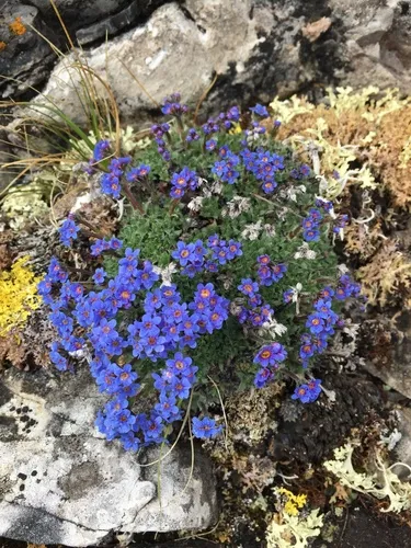alpine forget-me-not
