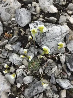 Palander's Whitlow-grass thumbnail 4