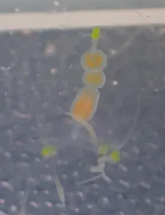 Stauridiosarsia bicircella thumbnail 1