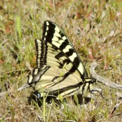 Western Tiger Swallowtail thumbnail 4