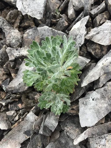 Northern Smelowskia