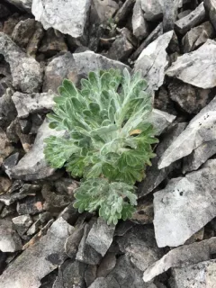 Northern Smelowskia thumbnail 1