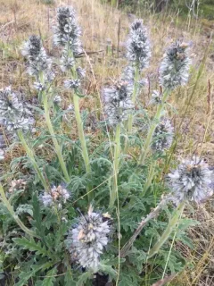 Coffee Creek Scorpionweed thumbnail 4