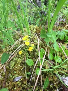 Ogilvie Range Whitlow-grass thumbnail 4