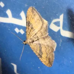 Gem Moth thumbnail 3