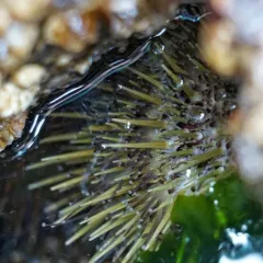 Arctic Green Sea Urchin thumbnail 3