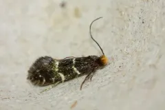 Eudarcia eunitariaeella thumbnail 4