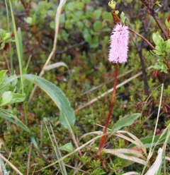 Meadow Bistort thumbnail 1