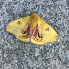 Io Moth thumbnail 4