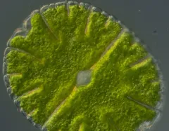 Micrasterias denticulata thumbnail 3