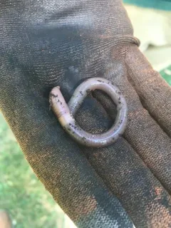 Large Jumping Worm thumbnail 4