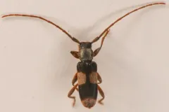 Dicentrus bluthneri thumbnail 1