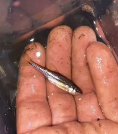 Blacknose Shiner thumbnail 2