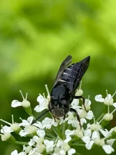 Say's Cuckoo Leafcutter Bee thumbnail 3