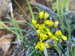 howell's draba thumbnail 2