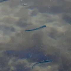 Pink Salmon thumbnail 2
