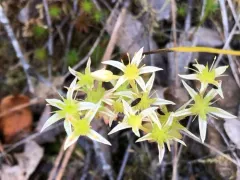 Coast Range Stonecrop thumbnail 4