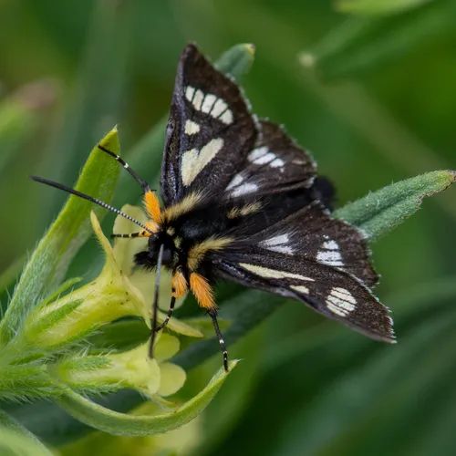 MacCulloch's Forester Moth