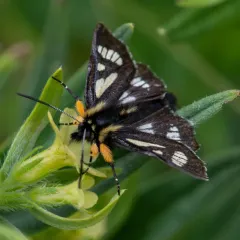 MacCulloch's Forester Moth thumbnail 1
