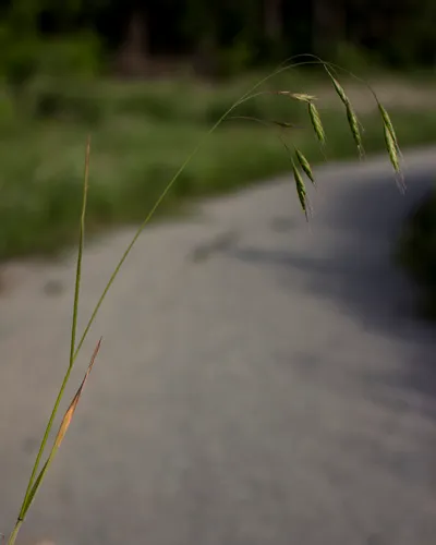 Field Brome