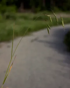 Field Brome thumbnail 1