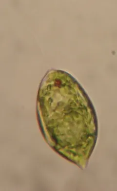 Lepocinclis ovum thumbnail 2