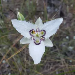Lyall's Mariposa Lily thumbnail 2