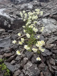 Palander's Whitlow-grass thumbnail 1