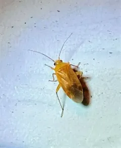 Parapsallus vitellinus thumbnail 2