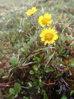 Dark Purple Groundsel thumbnail 1