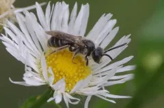 Robertson's Miner Bee thumbnail 3