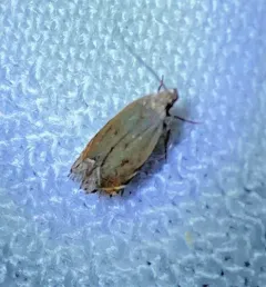 Black-faced Twirler Moth thumbnail 3