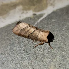 Angus' Datana Moth thumbnail 3