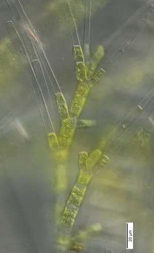 Stigeoclonium flagelliferum