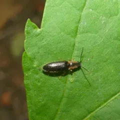 Spineless Click Beetle thumbnail 4