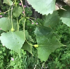Poplar Leaf-base Gall thumbnail 4