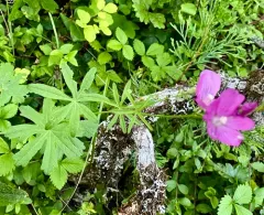 Waxy Checkerbloom thumbnail 4