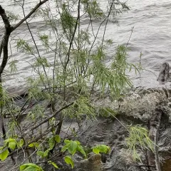Narrowleaf Willow thumbnail 1