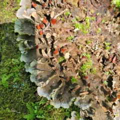 many-fruited pelt lichen thumbnail 3