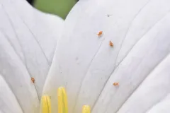 Katiannina macgillivrayi thumbnail 1